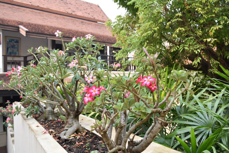 Chiang Mai - The Bodhi Serene Boutique Hotel 17