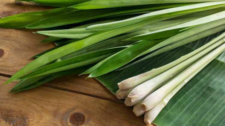 Thai Herbs - Lemongrass, adds flavour and so healthy 14